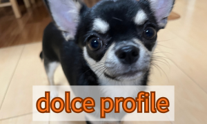 dolce profile