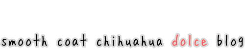 スムースコートチワワ ドルチェのブログ