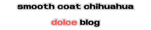 スムースコートチワワ ドルチェのブログ